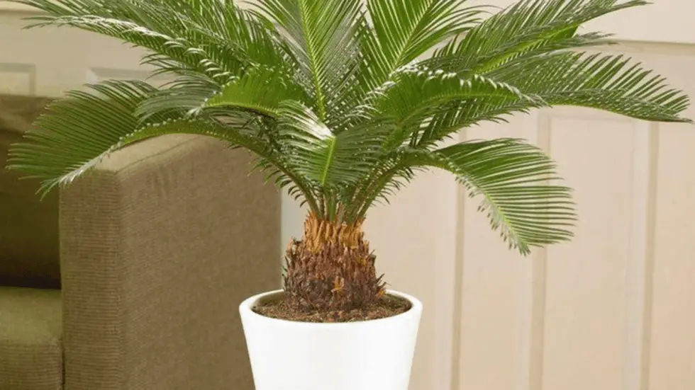 Is Chinese Fan Palm Toxic to Cats? Pet Care Advisors